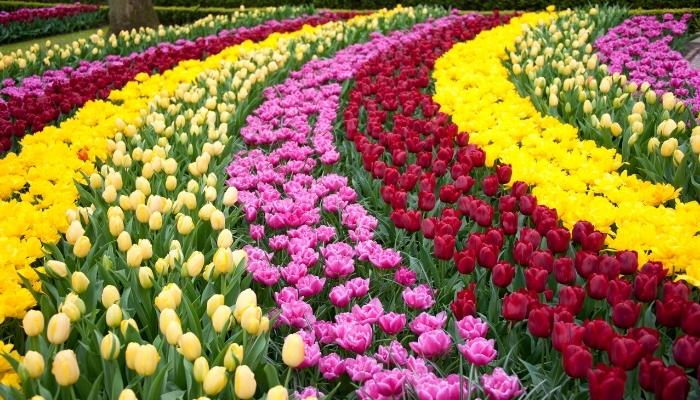 Keukenhof Gardens